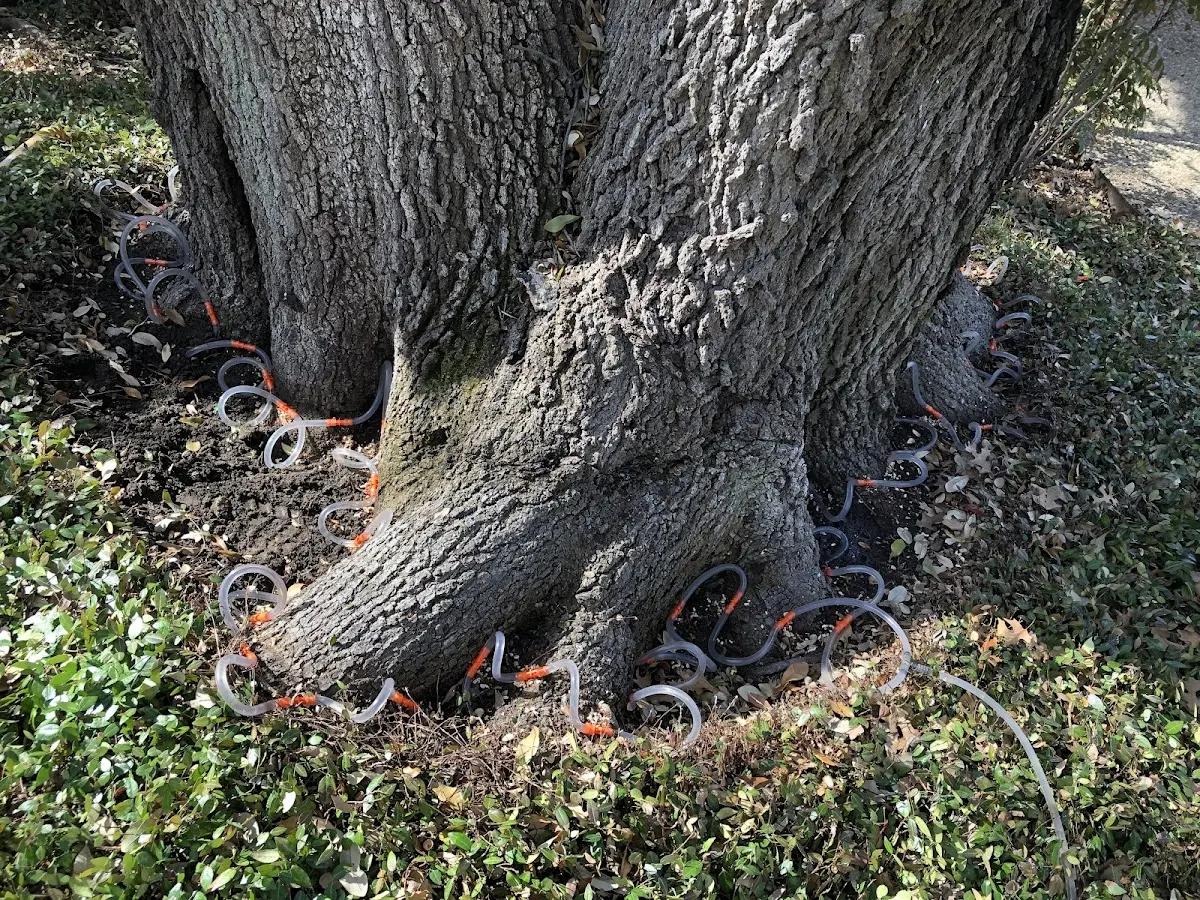 Detailed Shrub and Hedge Trimming job site in Farnsworth