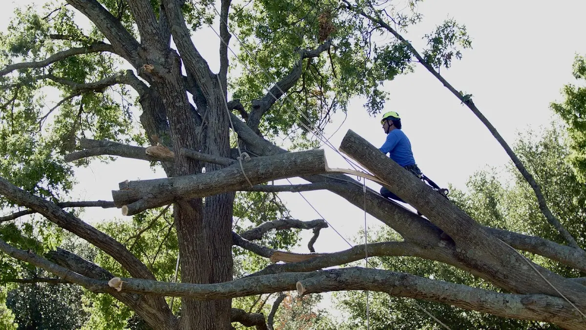 Professional Crown Thinning performed by certified arborists in Farnsworth