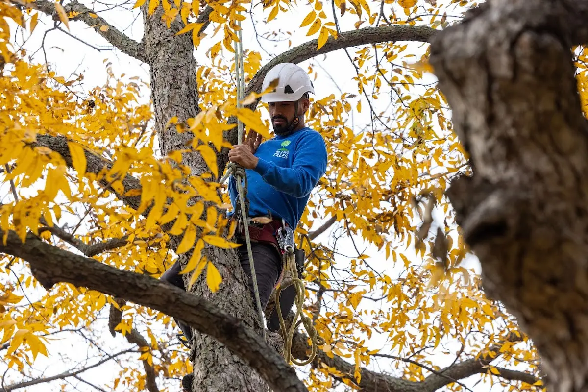 Skilled Storm Damage Cleanup crew working in Farnsworth
